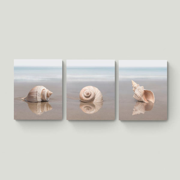 Canvas Set Seashell